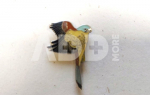 Ženkliukas KESTREL / Paprastasis pelėsakalis