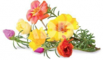 Click & Grow Smart Garden refill Moss Rose 3pcs