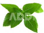 Click & Grow Smart Garden refill Thai Basil 3pcs