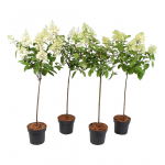 Dekoratyvinis krūmas, hortenzija &scaron;luotelinė, ant stiebo, auk&scaron;tis 90 cm., vazonas 7,5 l.