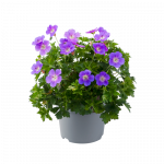 Daugiametė gėlė, snaputis "Bloom MeAway", vazonėlio skersmuo 14 cm.