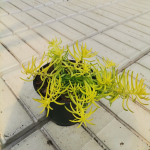 Alpinariumo augalas, &scaron;ilokas uolinis "Angelina", vazonėlio skersmuo 11 cm.