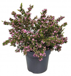 Dekoratyvinis krūmas, boronija smulkioji anyžinė, vazonėlio skersmuo 21 cm.