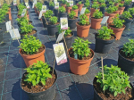 Dekoratyvinis krūmas, &scaron;luotelinė hortenzija, įvairių rū&scaron;ių, vazonas 5 l.