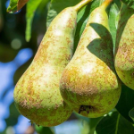 Vaismedis, kriau&scaron;ė &ldquo;Žiuli Gijo&rdquo; (Pyrus communis)