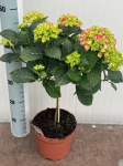 Dekoratyvinis krūmas, hortenzija "M Hot Red ST", vazonėlio skersmuo 19 cm.