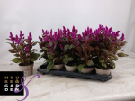 Vienmetė gėlė, celiozija "Merida Rosa", vazonėlio skersmuo 12 cm.