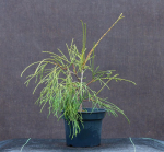 Spygliuotis, vakarinė tuja "Filiformis", auk&scaron;tis 20-40 cm., vazonas 2 l.
