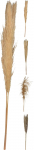 Džiovintos nendrės, pampos, 4 skirtingi dizainai, 110 - 115 cm