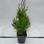 Spygliuotis, vakarinė tuja "Smaragd", auk&scaron;tis 35-40 cm., vazonėlio skersmuo 9 cm.