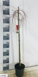 Spygliuotis, maumedis "Pendula", vazonėlio skersmuo 26 cm.