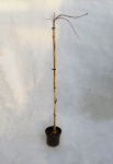 Dekoratyvinis medis, klevas pla&scaron;takinis "Garnet", auk&scaron;tis 60-100 cm., vazonas 3 l.
