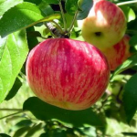 Vaismedis, obelis persikinė (Malus domestica)