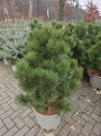 Spygliuotis, pu&scaron;is baltažievė "Malinki", auk&scaron;tis 125-150 cm., vazonas 40 l.