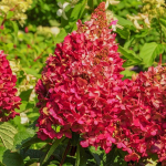 Dekoratyvinis krūmas, &scaron;luotelinė hortenzija "Wim's Red", vazonėlio skersmuo 19 cm.
