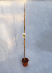 Dekoratyvinis medis, ginkmedis dviskiautis, auk&scaron;tis 120-140 cm., vazonas 3 l.