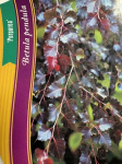 Dekoratyvinis medis, beržas karpotasis "Purpurea", vazonėlio skersmuo 33 cm.