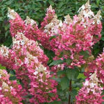 Dekoratyvinis krūmas, &scaron;luotelinė hortenzija "Pinky Winky", vazonėlio skersmuo 17 cm.