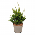 Spygliuotis, puskiparisis bukasis "Teddy bear", auk&scaron;tis 20-25 cm., vazonas 5 l.