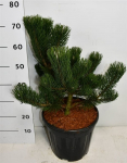 Spygliuotis, pu&scaron;is "Oregon Green", vazonėlio skersmuo 32 cm.