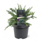 Spygliuotis, podokarpas "Blue Gem", vazonėlio skersmuo 19 cm.