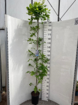 Vijoklinis augalas, visterija "Domino", vazonėlio skersmuo 21 cm.