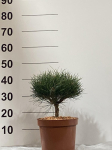 Spygliuotis, pu&scaron;is "Bayo", vazonėlio skersmuo 23 cm.