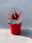 Daugiametė gėlė, kinrožė "Jolly Hear", vazonas 2 l.