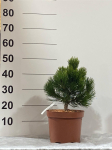 Spygliuotis, pu&scaron;is "Malinki", vazonėlio skersmuo 23 cm.