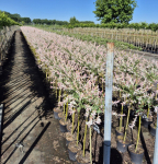 Dekoratyvinis medis, karklas sveikalapis "Hakuro-nishiki", ant stiebo, auk&scaron;tis 60 cm., vazonėlio ske