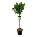 Dekoratyvinis medis, magnolija "Susan", ant stiebo, auk&scaron;tis 80 cm., vazonas 15 l.