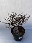 Dekoratyvinis krūmas, rauger&scaron;kis tunbergo "Artropurpurea Nana", vazonas 2 l.