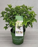 Dekoratyvinis krūmas, hortenzija &scaron;luotelinė "Green light", vazonėlio skersmuo 23 cm.