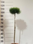 Spygliuotis, pu&scaron;is "Bayo", ant stiebo, vazonėlio skersmuo 22 cm.