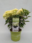 Dekoratyvinis krūmas, hortenzija &scaron;luotelinė "Whitelight", vazonėlio skersmuo 23 cm.