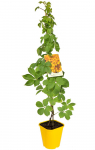 Vijoklinis augalas, vynvytis penkialapis "Yellow Wall", vazonas 2 l.
