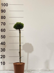 Spygliuotis, pu&scaron;is "San Sebastian", ant stiebo, vazonėlio skersmuo 23 cm.