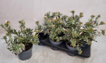 Dekoratyvinis krūmas, sidabrakrūmis, vazonėlio skersmuo 19 cm.