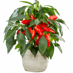 Daržovių sodinukai, paprika "Mimi Red", raudona, saldi, vazonėlio skersmuo 10 cm.