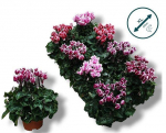 Kambarinis augalas, ciklamenas "Sup Fuji", vazonėlio skersmuo 11 cm.