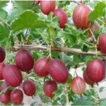 Vaiskrūmis, agrastas raudonasis "Niesluchowski" (Ribes uva-crispa)