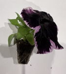 Vienmetės gėlės daigelis, petunija "GO!Tunia Cosmic Pink" FLORENSIS