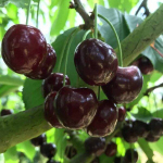 Vaismedis, tre&scaron;nė "Kordia" (Prunus avium)