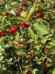 Vaismedis, mini vy&scaron;nia "Piemont" (Prunus cerasus), vazonas 20 l.