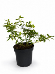 Dekoratyvinis krūmas, fortūno ožek&scaron;nis "Sunspot", vazonas 1,5 l.