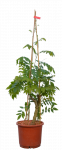 Vijoklinis augalas, visterija, vazonas 10 l.