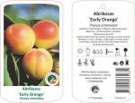 Vaismedis, abrikosas &ldquo;Early Orange&rdquo; (Prunus armeniaca)