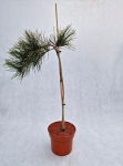 Spygliuotis, pu&scaron;is hondinė "Pendula", vazonas 5 l.