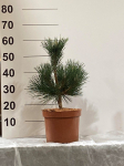 Spygliuotis, pu&scaron;is "Sayonara", vazonėlio skersmuo 23 cm.
