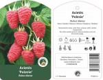 Vaiskrūmis, avietė &ldquo;Polesie&rdquo; (Rubus idaeus)